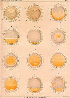 Plate 1