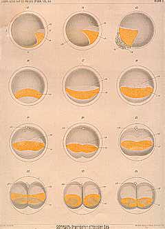 Plate 2