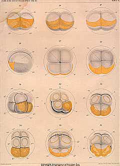 Plate 3