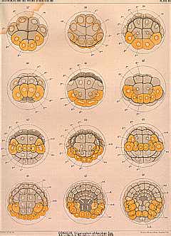 Plate 4