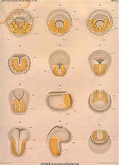 Plate 5